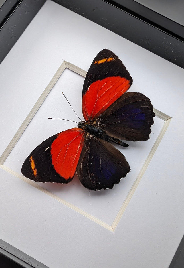 Framed callicore cyllene butterfly: peru tropical decor (4x4)