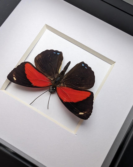 Framed callicore cyllene butterfly: peru tropical decor (4x4)