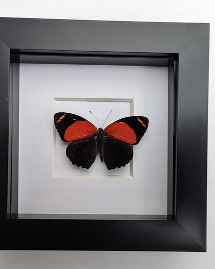 Framed callicore cyllene butterfly: peru tropical decor (4x4)