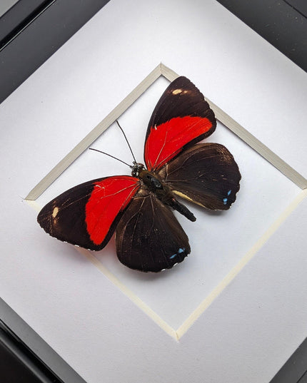Framed callicore cyllene butterfly: peru tropical decor (4x4)