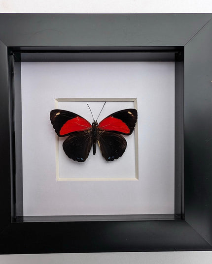 Framed callicore cyllene butterfly: peru tropical decor (4x4)