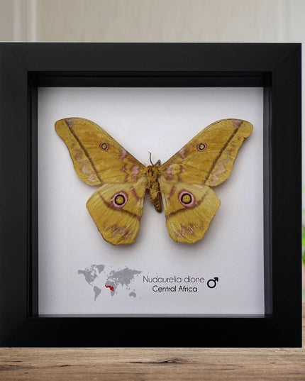 Framed Giant Emperor Moth, Nudaurelia Dione, Entomology Art