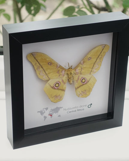 Framed Giant Emperor Moth, Nudaurelia Dione, Entomology Art