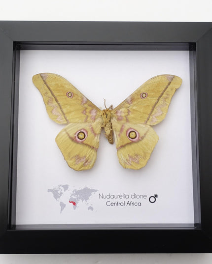 Framed Giant Emperor Moth, Nudaurelia Dione, Entomology Art