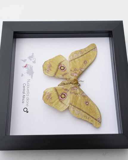 Framed Giant Emperor Moth, Nudaurelia Dione, Entomology Art