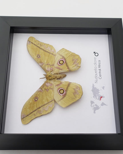 Framed Giant Emperor Moth, Nudaurelia Dione, Entomology Art