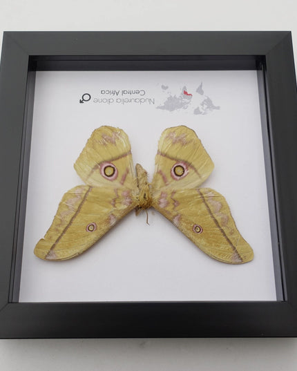 Framed Giant Emperor Moth, Nudaurelia Dione, Entomology Art