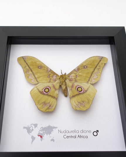 Framed Giant Emperor Moth, Nudaurelia Dione, Entomology Art