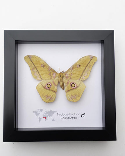 Framed Giant Emperor Moth, Nudaurelia Dione, Entomology Art