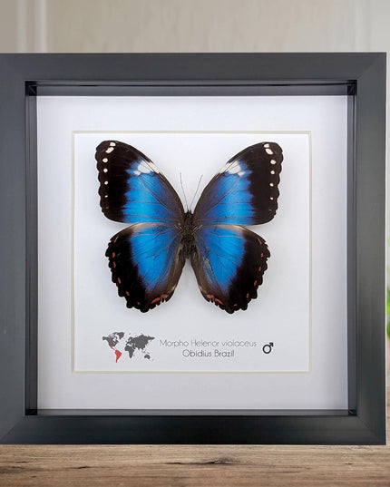 Framed Blue Morpho Butterfly Taxidermy, Ethically Sourced Wall Art (8x8)