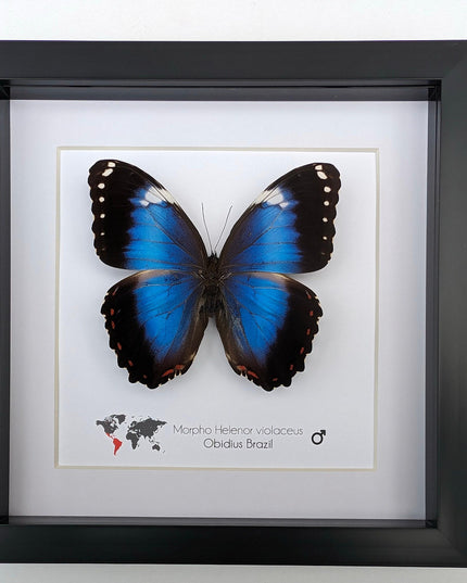 Framed Blue Morpho Butterfly Taxidermy, Ethically Sourced Wall Art (8x8)