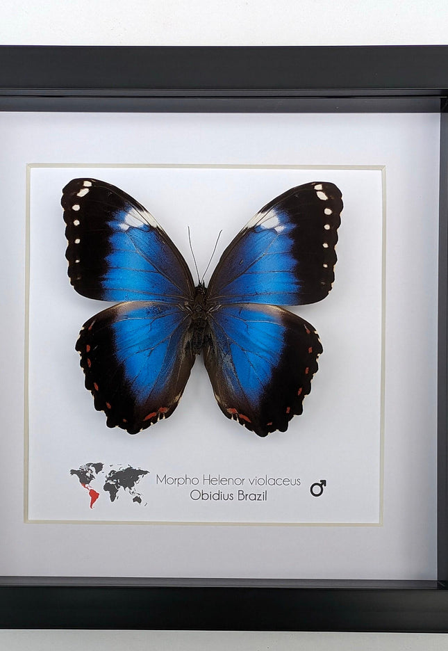 Framed Blue Morpho Butterfly Taxidermy, Ethically Sourced Wall Art (8x8)