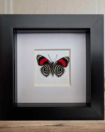 Framed eighty-eight butterfly: callicore hesperis from peru (4x4)