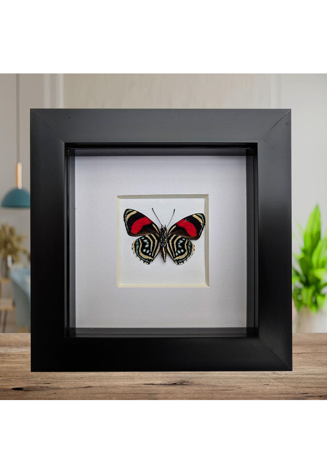 Framed eighty-eight butterfly: callicore hesperis from peru (4x4)
