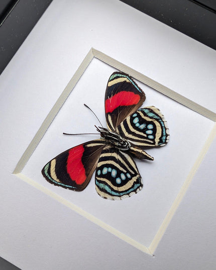 Framed eighty-eight butterfly: callicore hesperis from peru (4x4)