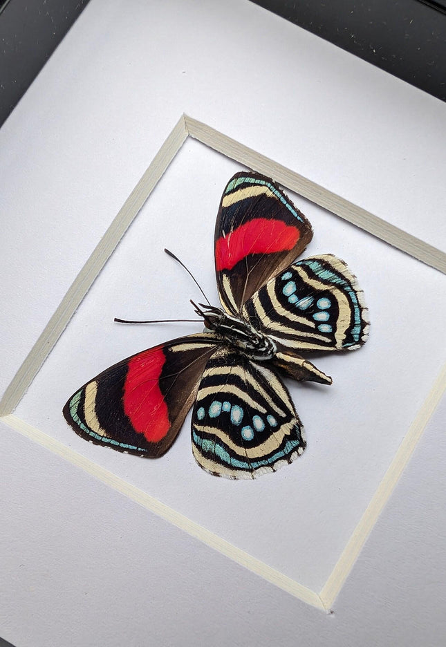 Framed eighty-eight butterfly: callicore hesperis from peru (4x4)