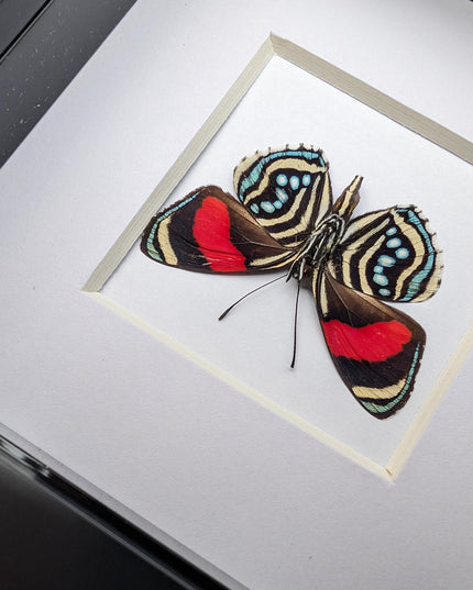 Framed eighty-eight butterfly: callicore hesperis from peru (4x4)