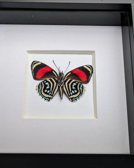 Framed eighty-eight butterfly: callicore hesperis from peru (4x4)