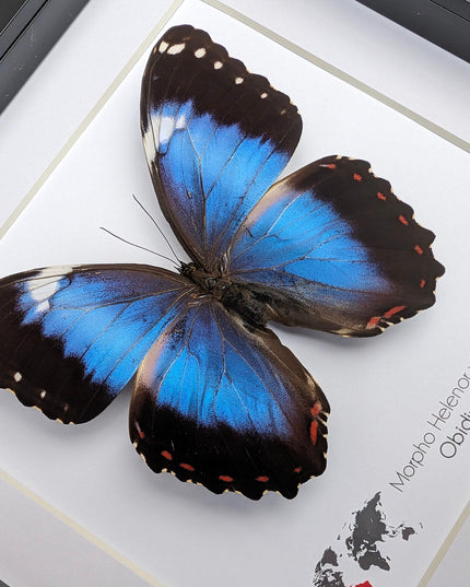 Framed Blue Morpho Butterfly Taxidermy, Ethically Sourced Wall Art (8x8)
