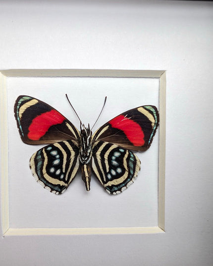 Framed eighty-eight butterfly: callicore hesperis from peru (4x4)
