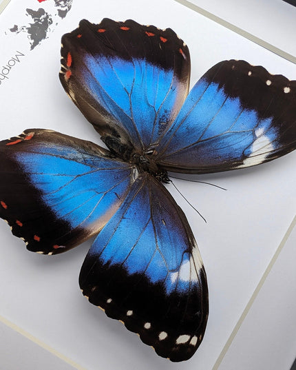 Framed Blue Morpho Butterfly Taxidermy, Ethically Sourced Wall Art (8x8)
