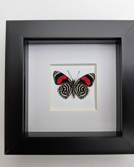 Framed eighty-eight butterfly: callicore hesperis from peru (4x4)