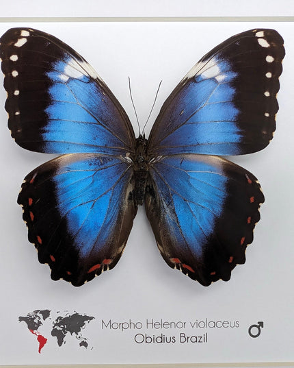 Framed Blue Morpho Butterfly Taxidermy, Ethically Sourced Wall Art (8x8)