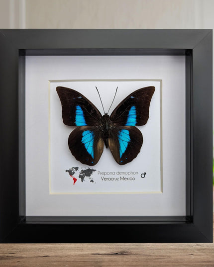 Framed archaeoprepona demophon butterfly: iridescent blue, 6"x6"