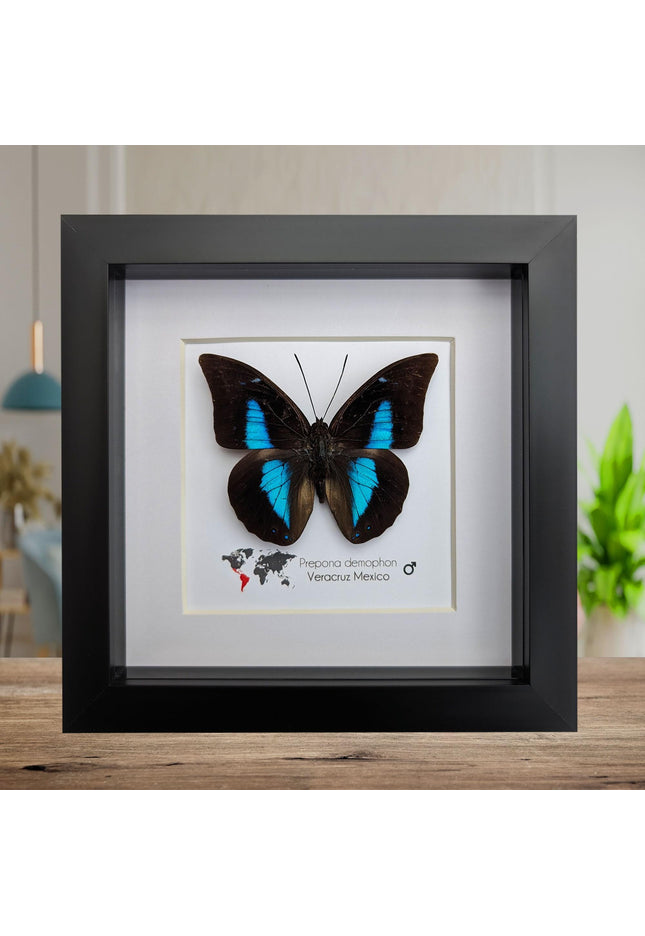 Framed archaeoprepona demophon butterfly: iridescent blue, 6"x6"