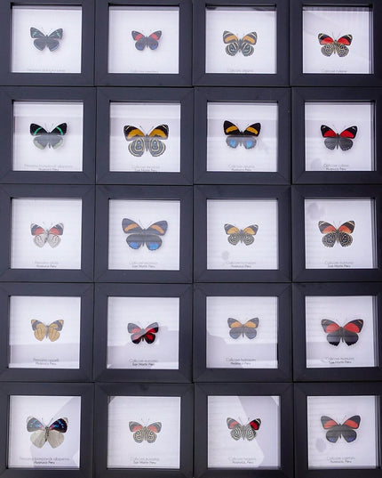 Framed eighty-eight butterfly: callicore hesperis from peru (4x4)