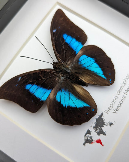 Framed archaeoprepona demophon butterfly: iridescent blue, 6"x6"