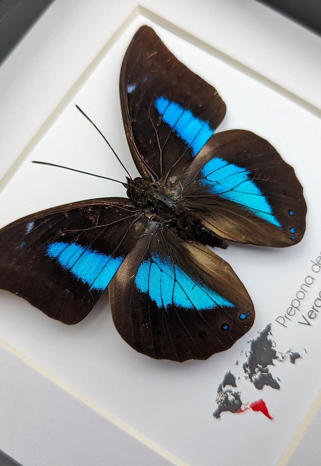 Framed archaeoprepona demophon butterfly: iridescent blue, 6"x6"