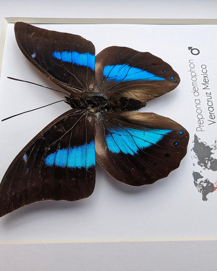 Framed archaeoprepona demophon butterfly: iridescent blue, 6"x6"