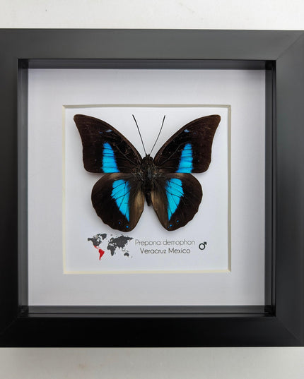 Framed archaeoprepona demophon butterfly: iridescent blue, 6"x6"