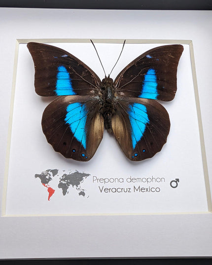 Framed archaeoprepona demophon butterfly: iridescent blue, 6"x6"