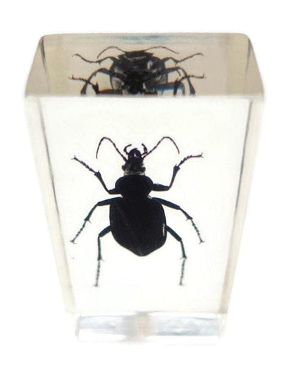 Carabidae beetle from thailand in resin block (older pieces) that show signs of ageing
