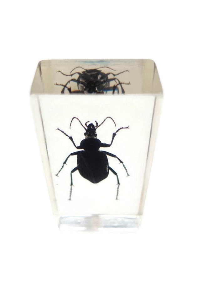 Carabidae beetle from thailand in resin block (older pieces) that show signs of ageing