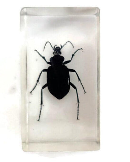 Carabidae beetle from thailand in resin block (older pieces) that show signs of ageing