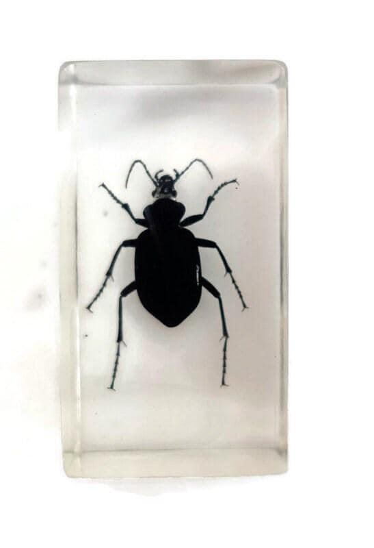 Carabidae beetle from thailand in resin block (older pieces) that show signs of ageing
