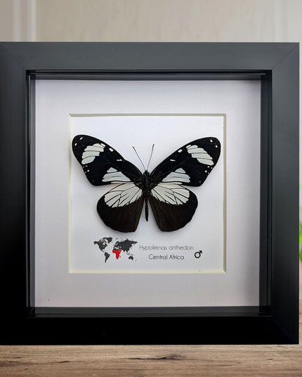 Framed hypolimnas anthedon butterfly: black & white african diadem (6" x 6")