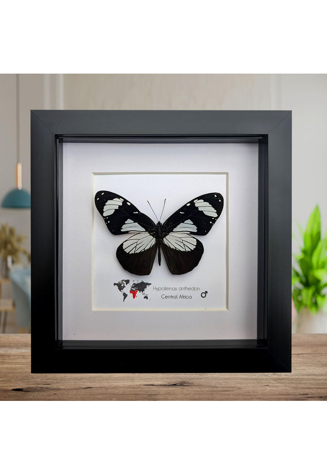 Framed hypolimnas anthedon butterfly: black & white african diadem (6" x 6")