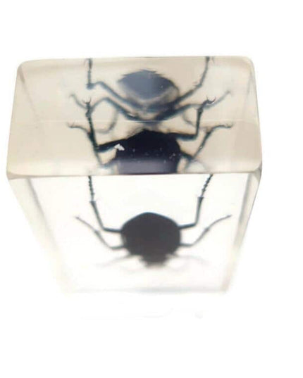 Carabidae beetle from thailand in resin block (older pieces) that show signs of ageing