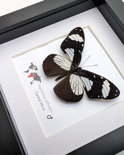 Framed hypolimnas anthedon butterfly: black & white african diadem (6" x 6")