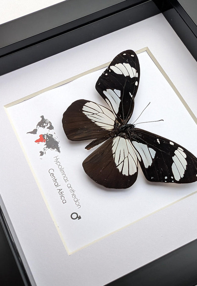 Framed hypolimnas anthedon butterfly: black & white african diadem (6" x 6")