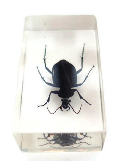 Carabidae beetle from thailand in resin block (older pieces) that show signs of ageing