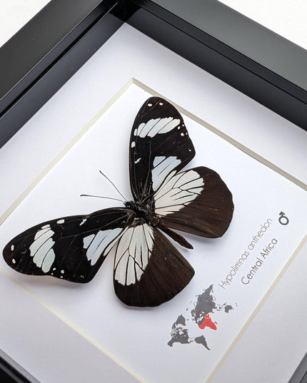 Framed hypolimnas anthedon butterfly: black & white african diadem (6" x 6")