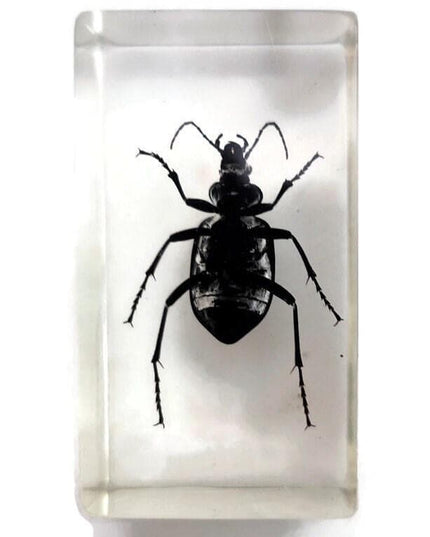 Carabidae beetle from thailand in resin block (older pieces) that show signs of ageing