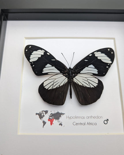 Framed hypolimnas anthedon butterfly: black & white african diadem (6" x 6")