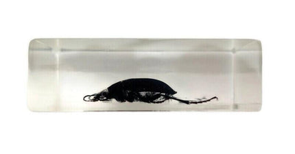 Carabidae beetle from thailand in resin block (older pieces) that show signs of ageing