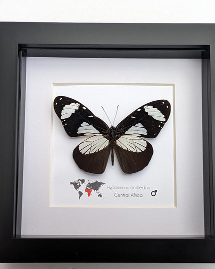 Framed hypolimnas anthedon butterfly: black & white african diadem (6" x 6")